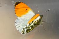 Anthocharis cardamines