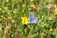 Polyommatus icarus