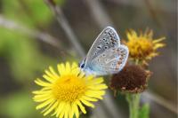 Polyommatus icarus