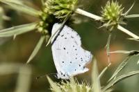 Celastrina argiolus