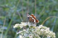 Araschnia levana