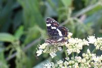 Araschnia levana