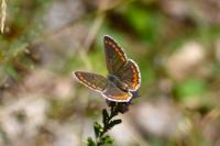 Aricia agestis