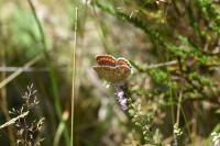 Aricia agestis