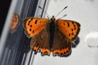 Lycaena phlaeas
