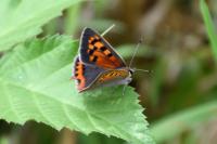 Lycaena phlaeas