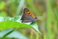 Lycaena phlaeas