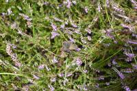 Lycaena tityrus