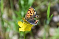 Lycaena tityrus