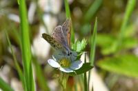 Lycaena tityrus
