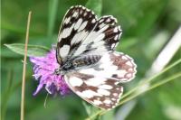 Melanargia galathea