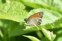 Coenonympha pamphilus