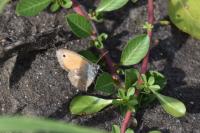 Coenonympha pamphilus
