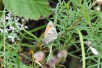 Coenonympha pamphilus