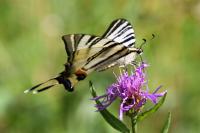 Iphiclides podalirius