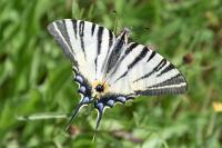Iphiclides podalirius