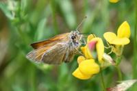 Thymelicus sylvestris