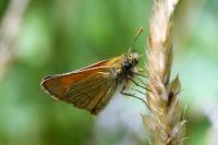 Thymelicus sylvestris