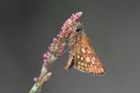 Carterocephalus palaemon