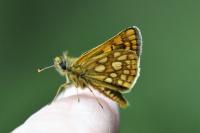 Carterocephalus palaemon