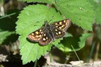 Carterocephalus palaemon