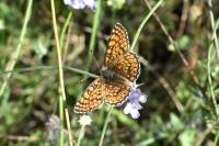 Melitaea cinxia