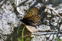 Melitaea cinxia