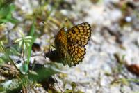 Melitaea cinxia