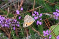 Maniola jurtina