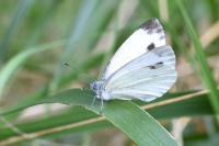 Pieris rapae
