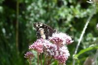 Brintesia circe