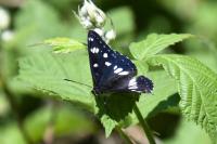 Limenitis reducta
