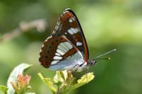 Limenitis reducta