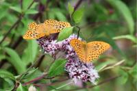 Argynnis paphia