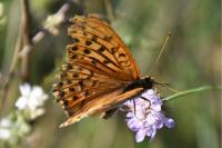 Argynnis paphia