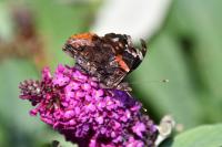 Vanessa atalanta