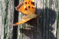 Nymphalis polychloros