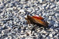 Aglais io