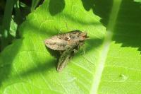 Autographa gamma