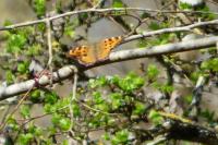 Nymphalis polychloros