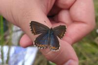 Lysandra bellargus