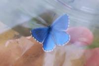 Lysandra bellargus