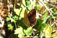 Lycaena tityrus