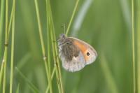 Coenonympha pamphilus