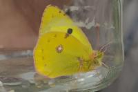 Colias alfacariensis