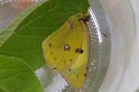 Colias alfacariensis