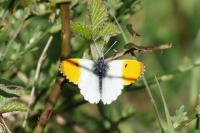 Anthocharis cardamines