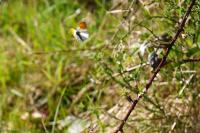 Anthocharis cardamines