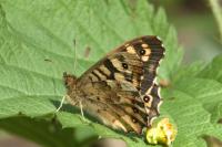 Pararge aegeria