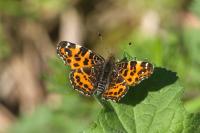 Araschnia levana